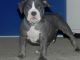 American Bully Puppies for sale in Forney, TX 75126, USA. price: NA