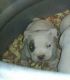American Bully Puppies for sale in Lorain, OH, USA. price: $1,000