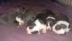 American Bully Puppies for sale in Little Rock, AR, USA. price: $450