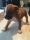 American Bully Puppies for sale in Alexandria, MN 56308, USA. price: NA