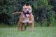 American Bully Puppies for sale in Lake City, FL, USA. price: NA