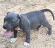 American Bully Puppies for sale in Seattle, WA 98103, USA. price: $500