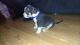 American Bully Puppies for sale in Lorain, OH, USA. price: $800