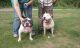 American Bully Puppies for sale in Forest City, NC 28043, USA. price: NA