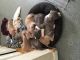 American Bully Puppies for sale in Revere, MA, USA. price: $1,000