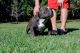 American Bully Puppies for sale in 4901 Cortez Rd W, Bradenton, FL 34210, USA. price: NA