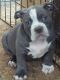 American Bully Puppies for sale in Park Forest, IL 60466, USA. price: NA