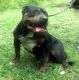 American Bully Puppies for sale in Wilson, NC 27893, USA. price: NA
