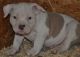 American Bully Puppies for sale in Fremont, OH 43420, USA. price: NA
