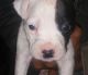 American Bully Puppies for sale in Trenton, NJ, USA. price: NA