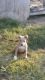 American Bully Puppies for sale in Winstonville, MS, USA. price: NA