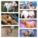 American Bully Puppies for sale in Daytona Beach, FL, USA. price: $500