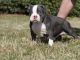 American Bully Puppies for sale in Pensacola, FL, USA. price: NA