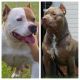 American Bully Puppies for sale in Clinton, MS, USA. price: $1,500