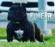 American Bully Puppies for sale in Union City, NJ 07087, USA. price: $1,500