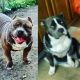 American Bully Puppies for sale in Pennsauken Township, NJ, USA. price: NA