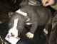 American Bully Puppies for sale in Industry, IL 61440, USA. price: $800
