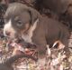 American Bully Puppies for sale in Farmingville, NY, USA. price: NA