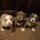 American Bully Puppies for sale in Mansfield, OH, USA. price: NA