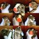 American Bully Puppies for sale in Abingdon, VA, USA. price: $1,500