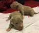 American Bully Puppies for sale in Germantown, MD 20876, USA. price: NA