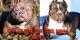 American Bully Puppies for sale in Bethlehem, PA, USA. price: NA