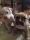 American Bully Puppies for sale in Toronto, ON, Canada. price: $1,300