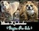 American Bully Puppies for sale in Winston-Salem, NC, USA. price: $1,500