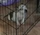 American Bully Puppies for sale in Bridgeton, NJ 08302, USA. price: $800