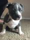 American Bully Puppies for sale in Surprise, AZ, USA. price: NA