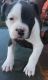 American Bully Puppies for sale in Jackson, TN, USA. price: NA