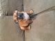 American Bully Puppies for sale in Union City, NJ 07087, USA. price: $2