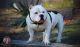 American Bully Puppies for sale in Lexington, NC, USA. price: NA