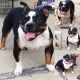 American Bully Puppies for sale in New Castle, DE 19720, USA. price: NA
