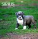American Bully Puppies for sale in Griffin, GA, USA. price: NA
