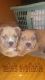 American Bully Puppies for sale in Chicago Rd, Chicago Heights, IL 60411, USA. price: NA