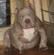 American Bully Puppies for sale in Monroe, LA, USA. price: NA