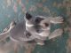 American Bully Puppies for sale in Summerville, GA 30747, USA. price: NA