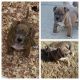 American Bully Puppies for sale in Alabaster, AL 35007, USA. price: NA