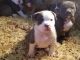 American Bully Puppies for sale in Holland, MI 49423, USA. price: NA