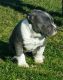 American Bully Puppies for sale in Vandalia, IL 62471, USA. price: NA