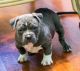 American Bully Puppies for sale in South Bend, IN, USA. price: NA