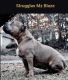 American Bully Puppies for sale in Ellenwood, GA, USA. price: NA