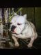 American Bully Puppies for sale in Brooklyn, NY, USA. price: NA