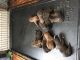 American Bully Puppies for sale in Lexington, KY, USA. price: $550