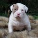 American Bully Puppies for sale in Knoxville, TN, USA. price: $2,000