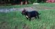 American Bully Puppies for sale in Port St Lucie, FL, USA. price: $2,000