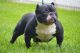 American Bully Puppies for sale in Hempstead, NY 11550, USA. price: $2,000