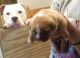 American Bully Puppies for sale in Asheboro, NC, USA. price: NA