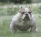 American Bully Puppies for sale in N Michigan Ave, Chicago, IL, USA. price: NA
